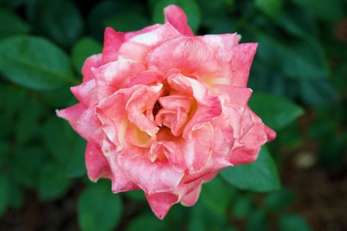 rose pink floral