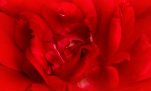 rose red macro