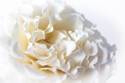 rose macro white