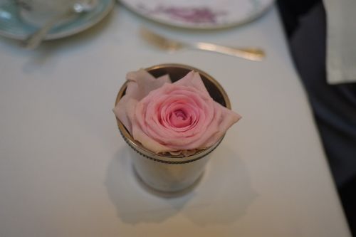 rose pink tea