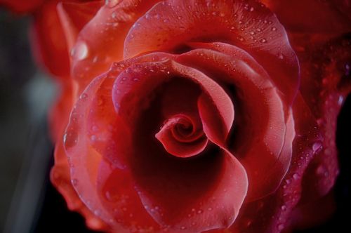 rose red floral