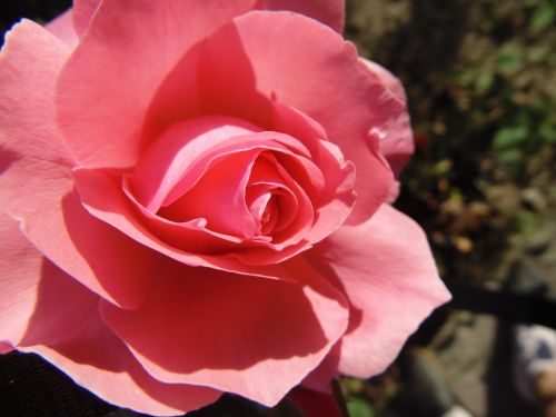 rose flower detail