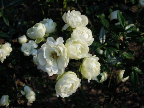 rose rosa multiflora white
