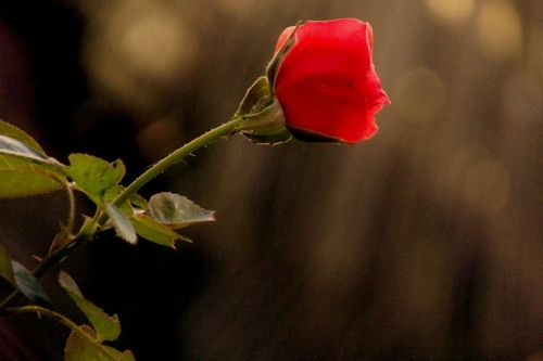 rose red flower