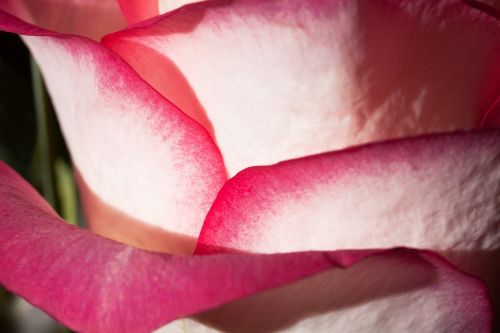 rose rosaceae composites