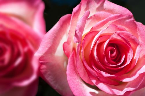 rose rosaceae composites