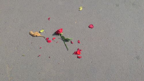 rose flower broken