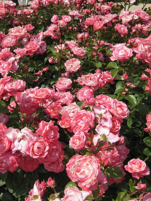 rose garden pink