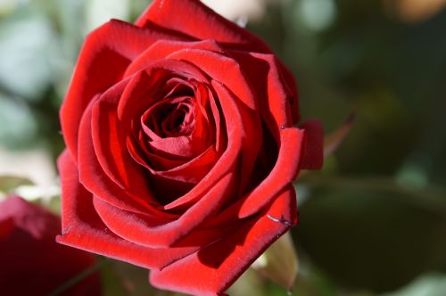 rose red red rose