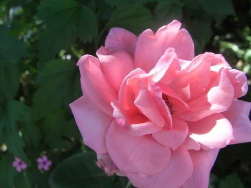 rose floral plant