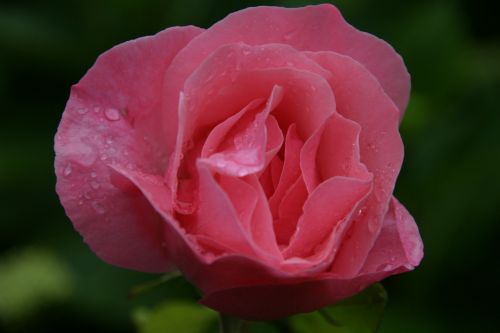 rose love happy
