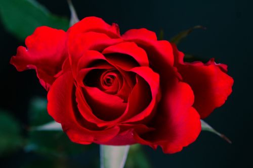 rose macro red