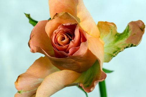 rose macro orange