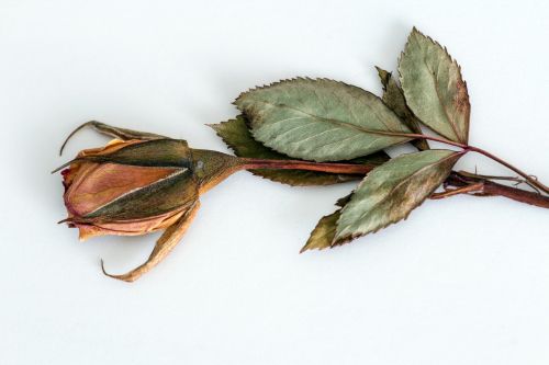 rose trockenblume dried