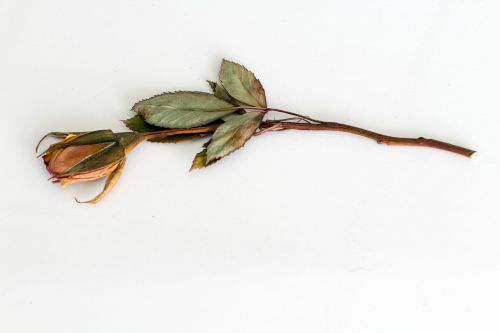 rose trockenblume dried