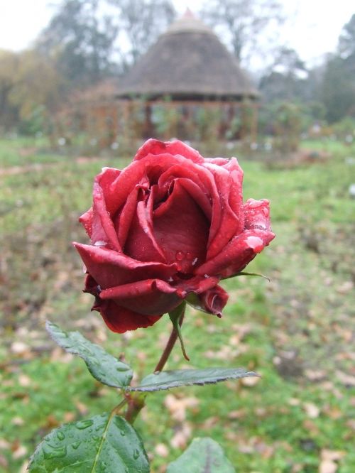 rose arboretum botanical szeged