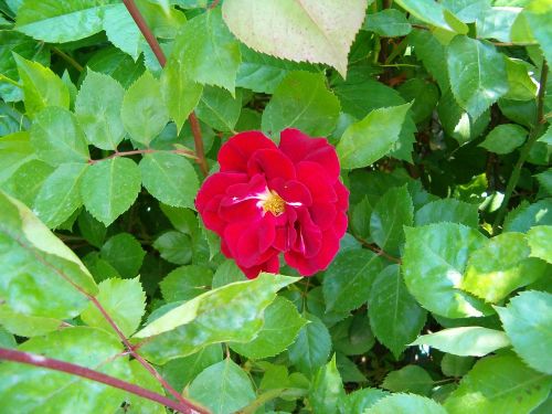 rose flower garden