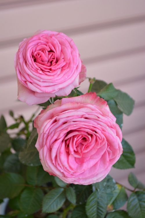 rose vintage romantic
