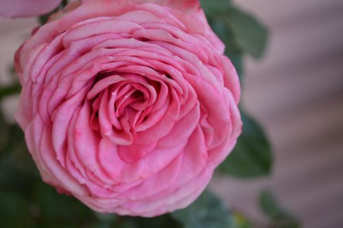 rose dusky pink color