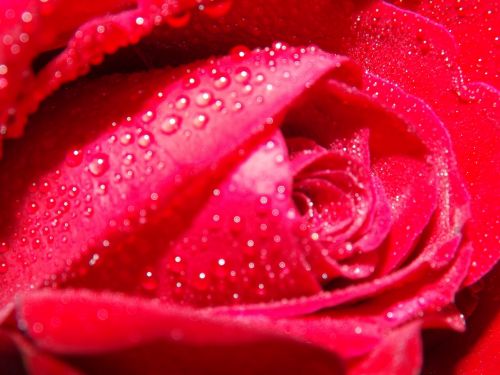 rose dew water