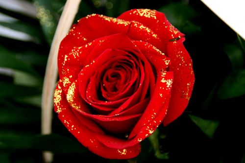 rose red petals