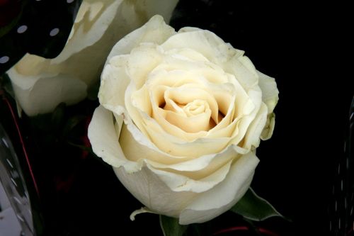 rose white petals