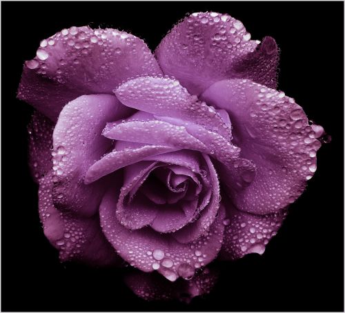 rose purple romantic