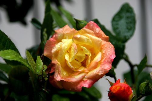 rose yellow dew