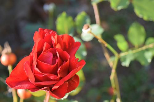 rose red flower