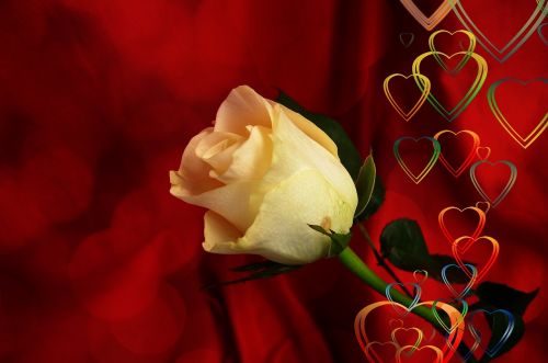 rose heart love