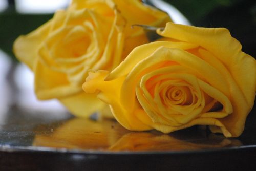 rose yellow flower