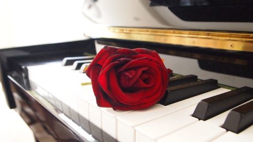 rose piano living room