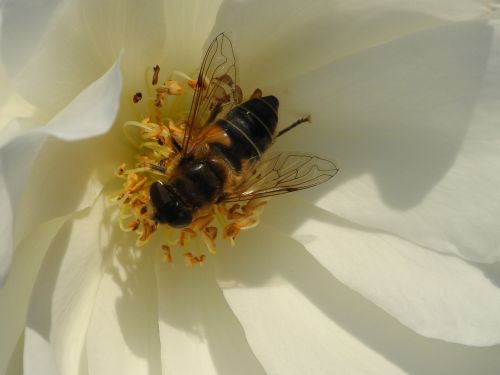 rose white bee