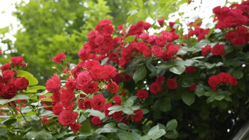 rose red flowers