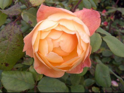 rose flower peach color