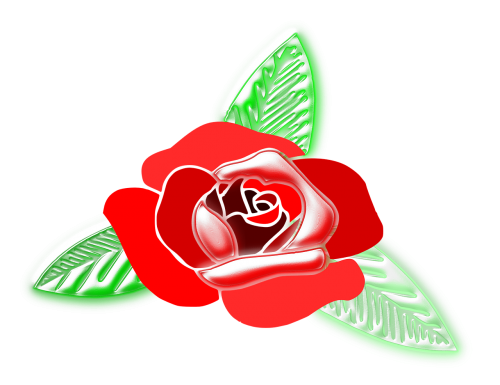 rose flower colors