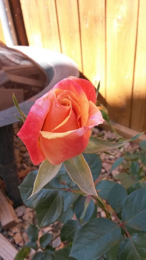 rose rose blossom flower