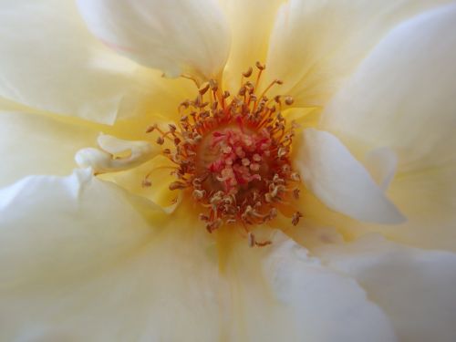rose bloom stigma