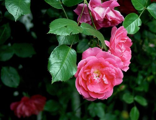 rose flower roses