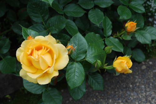 rose yellow flower