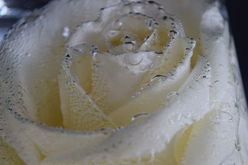 rose white drop of water