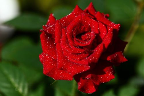 rose rain moist