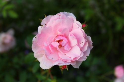 rose pink summer