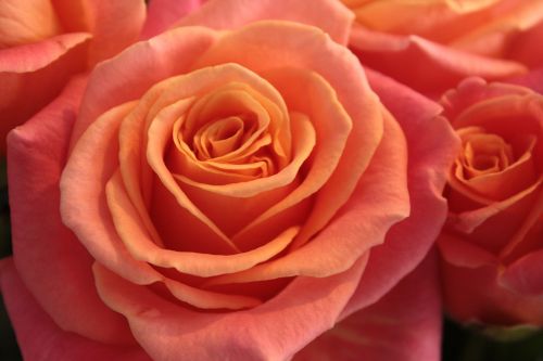 rose flower closeup