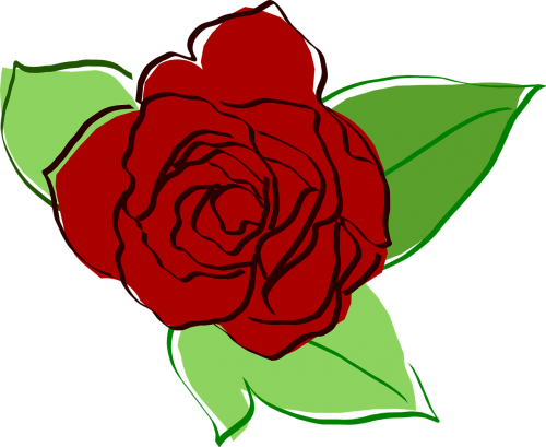 rose red rose flower