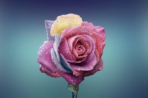 rose beautiful beauty
