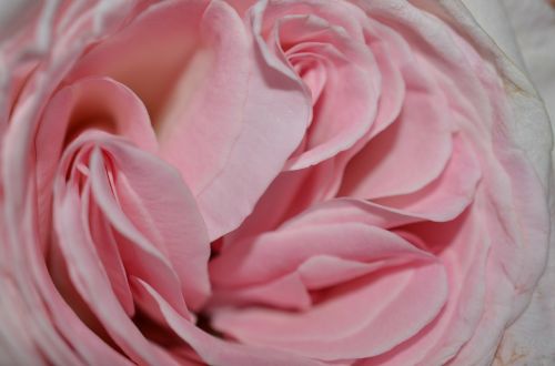 rose rose petals cup