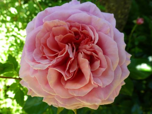 rose pink rose floral