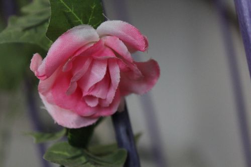 rose plant flower