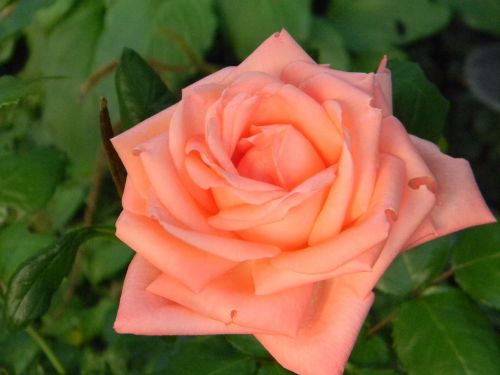 rose garden flower